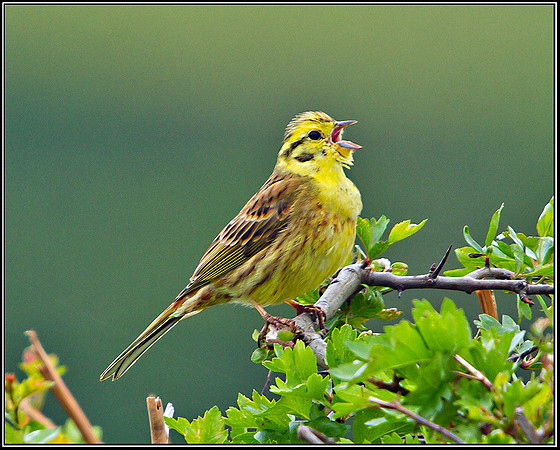 Yellowhammer, Shenstone, 15 April 2011