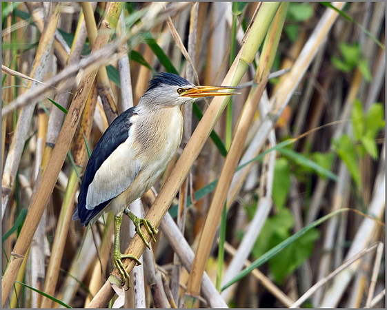 Little Bittern (Ixobrychus minutus), Mallorca, May 2014
