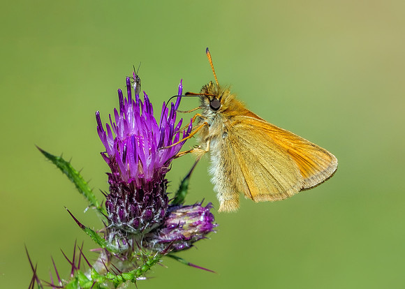 Essex Skipper - Thymelicus lineola, Worcestershire, July 2021