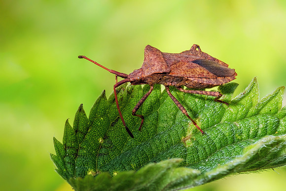 Dock Bug - Coreus marginatus, Worcestershire, July 2021