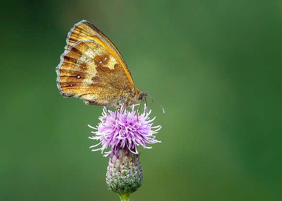 Gatekeeper - Pyronia tithonus, Worcestershire, July 2021