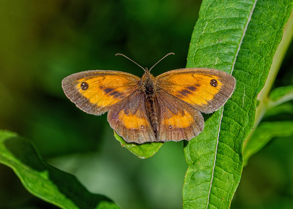 Gatekeeper - Pyronia tithonus, Worcestershire, July 2021