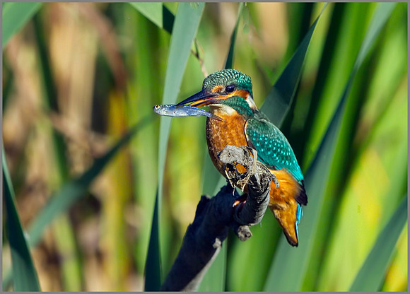 Female Kingfisher (Alcedo atthis), Upton Warren, September 2014