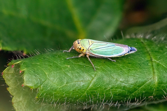 Green Leafhopper - Cicadella viridis, Worcestershire,  August 2021