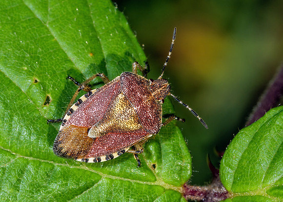 Hairy Shieldbug - Dolycoris baccarum, Worcestershire, August 2021