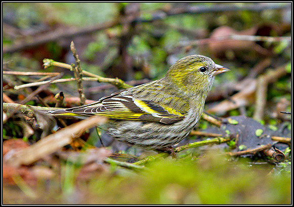 Siskin, Warwickshire, March 2011