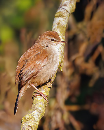 Cetti's Warbler - Cettia cetti, Upton Warren, April 2024