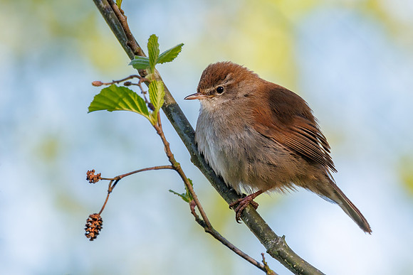 Cetti's Warbler - Cettia cetti, Upton Warren, April 2024