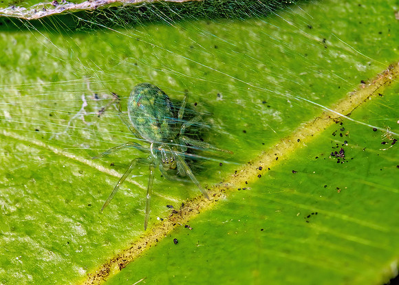 Green Meshweb Spider - Nigma walckenaeri, Garden, August 2021