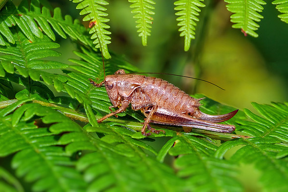 Dark Bush-cricket - Pholidoptera griseoaptera, Worcestershire, August 2021