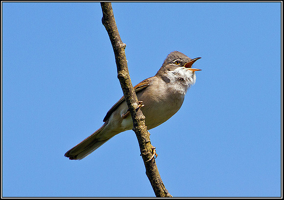Common Whitethroat, Bittell, 03 May 2011