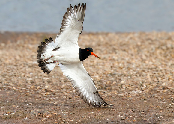 Eurasian Oystercatcher - Haematopus ostralegus, Upton Warren NR, March 2022