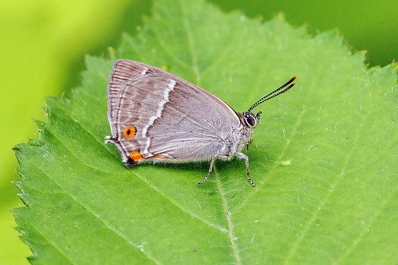 Purple Hairstreak - Favonius quercus, Worcestershire, July 2023
