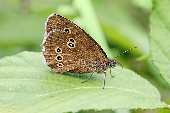 Ringlet - Aphantopus hyperantus, Worcestershire, July 2023