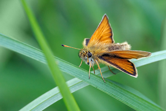 Essex Skipper - Thymelicus sylvestris, Worcestershire, July 2023
