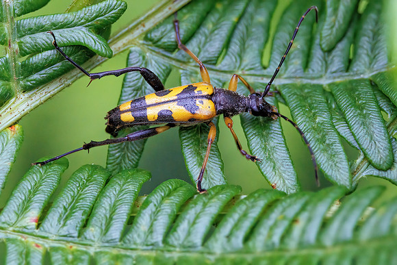 Black-and-yellow Longhorn - Rutpela maculata, Worcestershire, July 2023