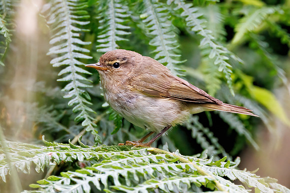 Chiffchaff - Phylloscopus collybita, Worcestershire, July 2023
