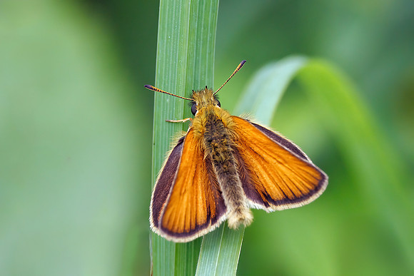 Essex Skipper - Thymelicus sylvestris, Worcestershire, July 2023