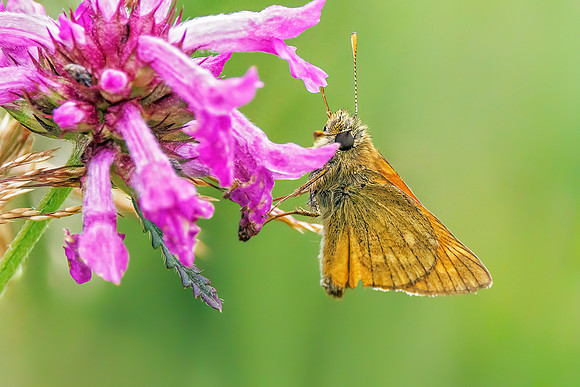 Large Skipper - Ochlodes sylvanus, Worcestershire,  July 2023