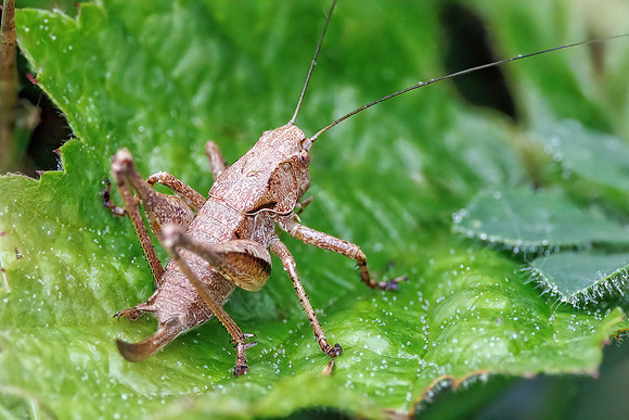 Dark Bush-cricket - Pholidoptera griseoaptera, Worcestershire, July 2023
