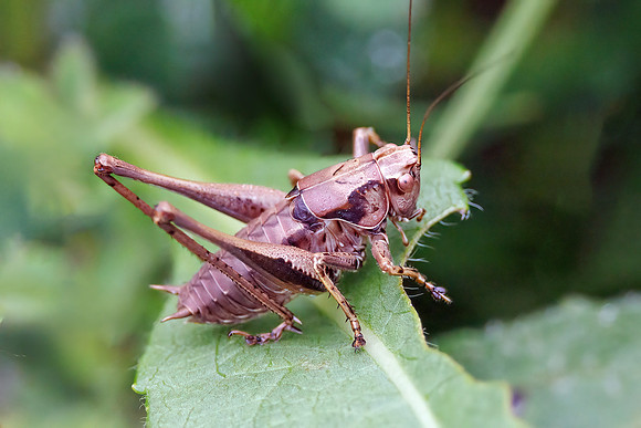 Dark Bush-cricket - Pholidoptera griseoaptera, Worcestershire, July 2023