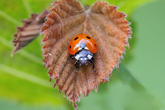 7-spot Ladybird - Coccinella septempunctata, Worcestershire, July 2023