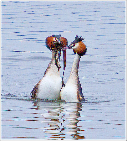 Great Crested Grebes Displaying, Upton Warren Moors, 27 February 2012