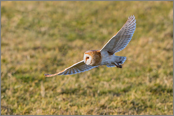 Barn Owl (Tyto alba).