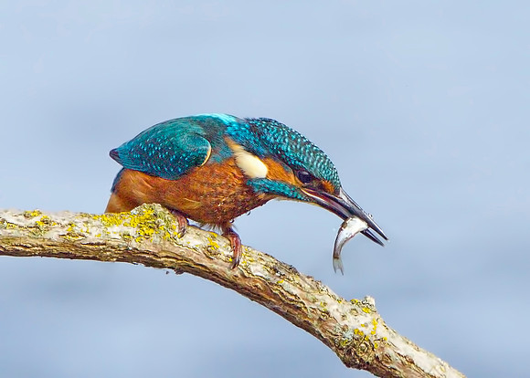Male Kingfisher (Alcedo atthis), Upton Warren, October 2014