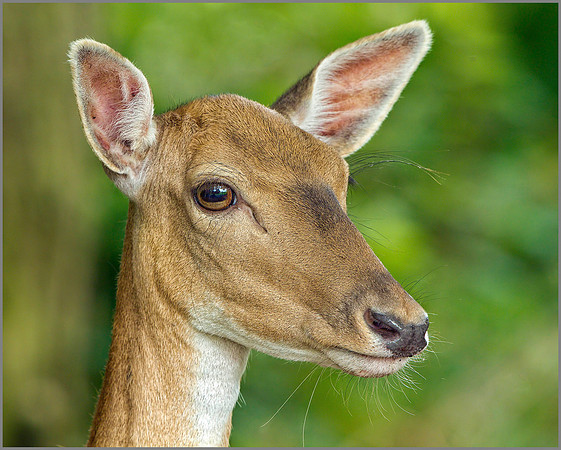 Buck Fallow Deer (Dama dama), Warwickshire, July 2014