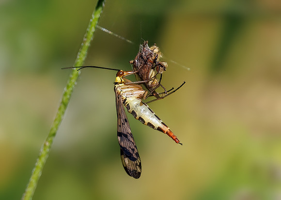 Scorpion Fly - Panorpa communis, Monkwood, August 2022