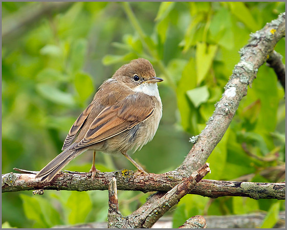 Common Whitethroat, Worcestershire, August 2010