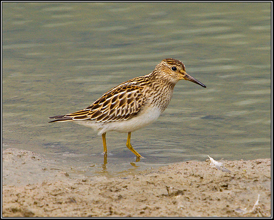 Pectoral Sandpiper, Upton Warren Flashes, 24 September 2010