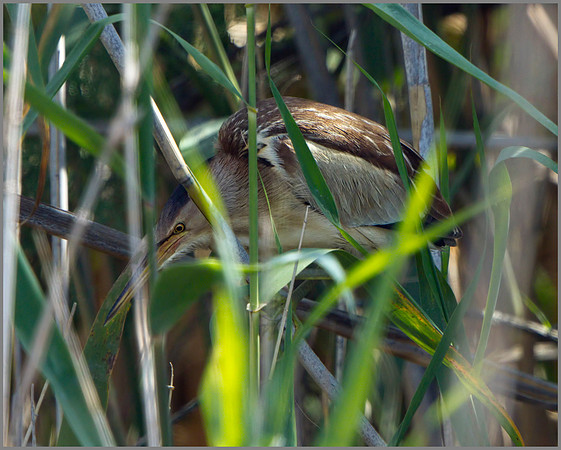 Juvenile Little Bittern (Ixobrychus minutus), Mallorca, May 2014