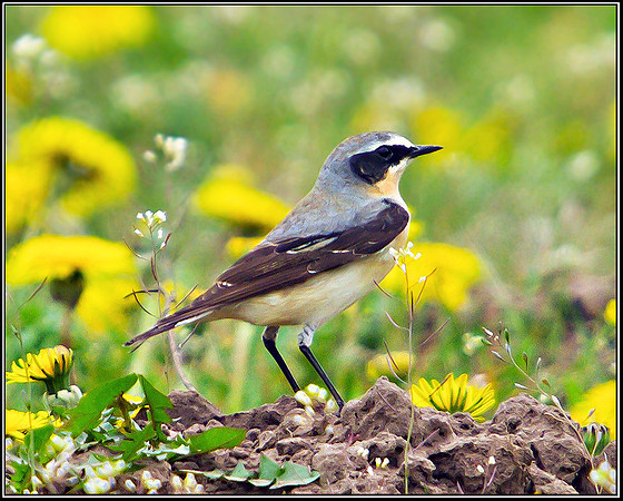 Wheatear, Shenstone, 15 April 2011