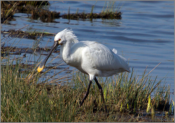 Spoonbill, Slimbridge WWT, March 2011