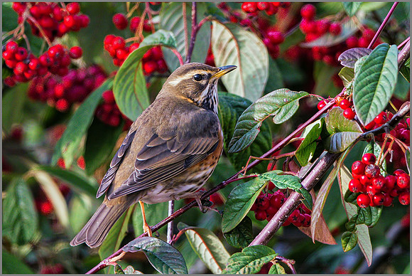 Redwing (Turdus iliacus), Garden, December 2014