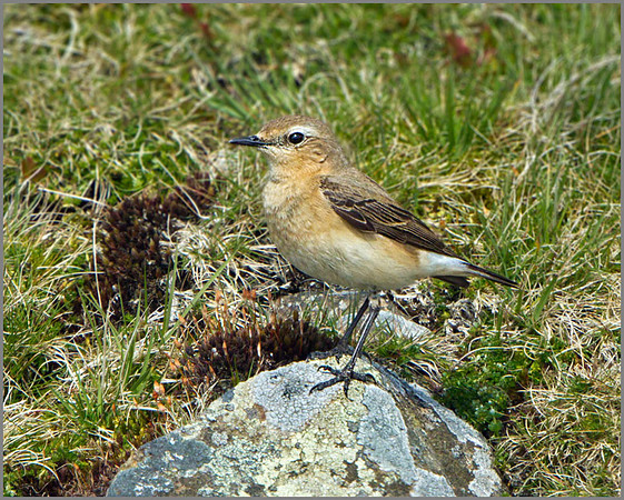 Female Northern Wheatear (Oenanthe oenanthe), Shropshire, April 2014