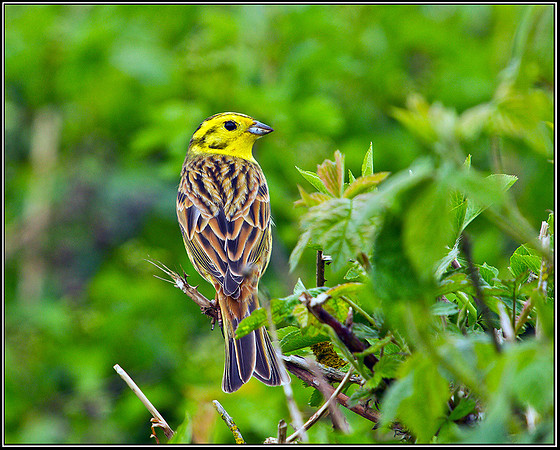 Yellowhammer, Shenstone, 15 April 2011