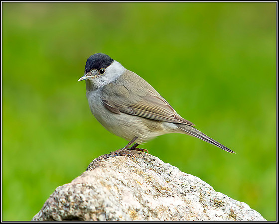 Blackcap, Garden, 19 February 2012