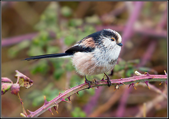 Long-tailed Tit, Upton Warren Moors 12 March 2012