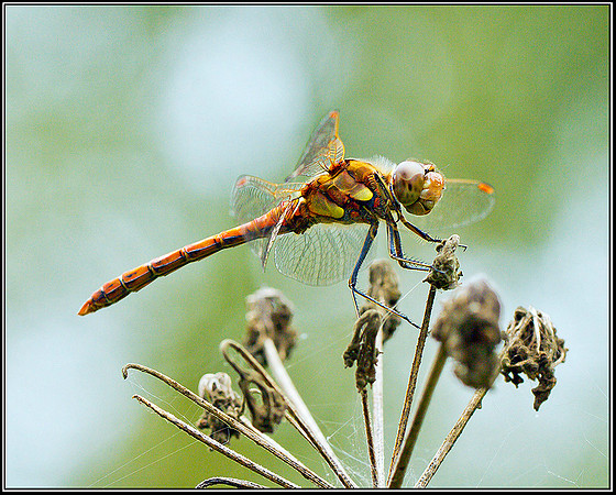 Common Darter, Upton Warren Moors, 03 September 2011