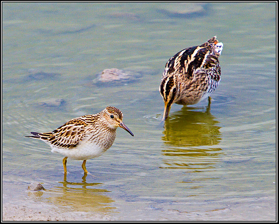 Pectoral Sandpiper, Upton Warren Flashes, 24 September 2010