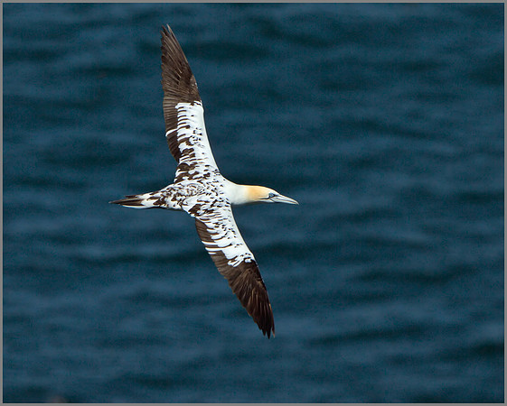 Immature Gannet (Morus bassanus), Bempton Cliffs, June 2014