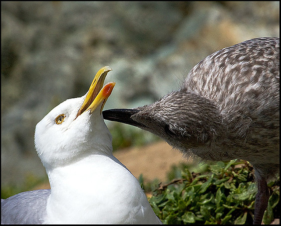 Herring Gulls, Anglesey, July 2009