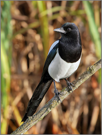 Magpie (Pica pica), Upton Warren, November 2014