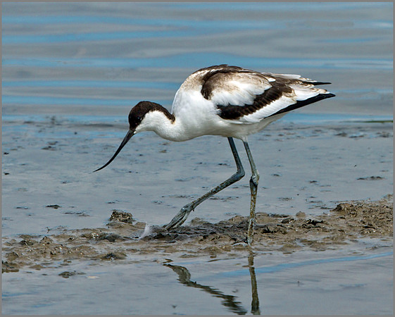 Juvenile Avocet (Recurvirostra avosetta), Upton Warren NR, June 2014