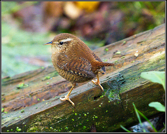 Wren, Warwickshire, 30 November 2011