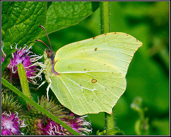 Brimstone, Upton Warren Moors 23 July 2011