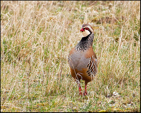 Red-legged Partridge, Snettisham, April 2009